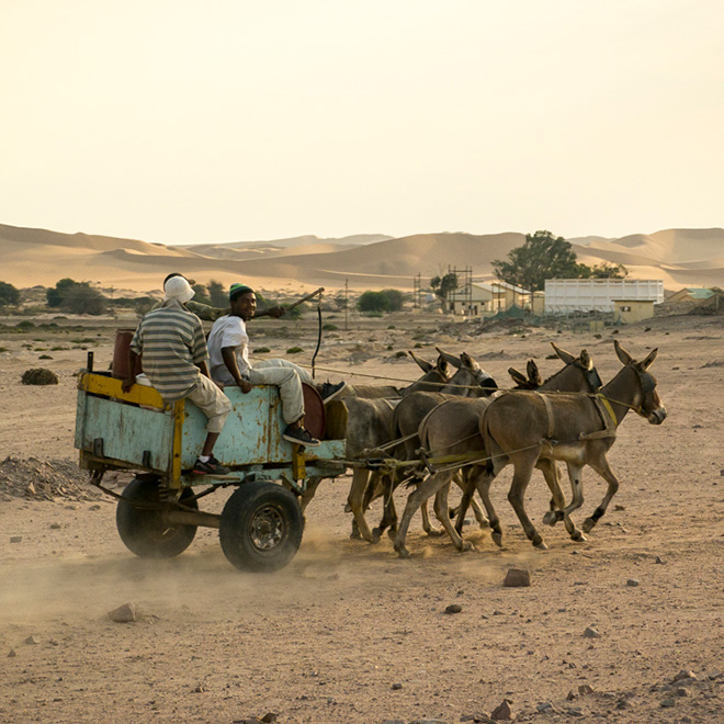 Evolving Picture » 4 Donkey Cart